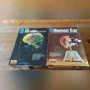 Vintage Lindberg Human  Ear and Human Brain 3D Models